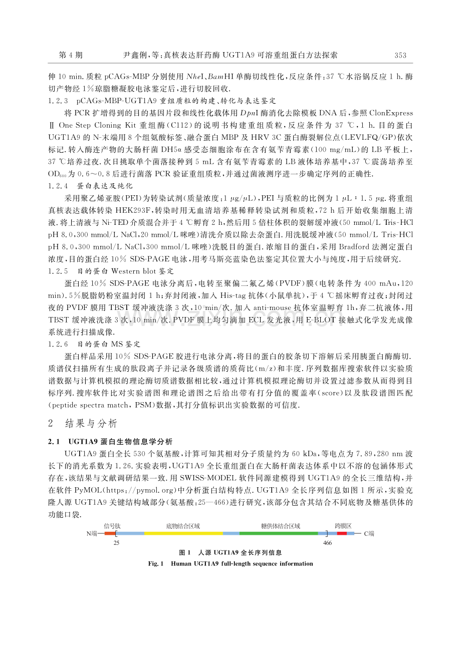 真核表达肝药酶UGT1A9可溶重组蛋白方法探索.pdf_第3页