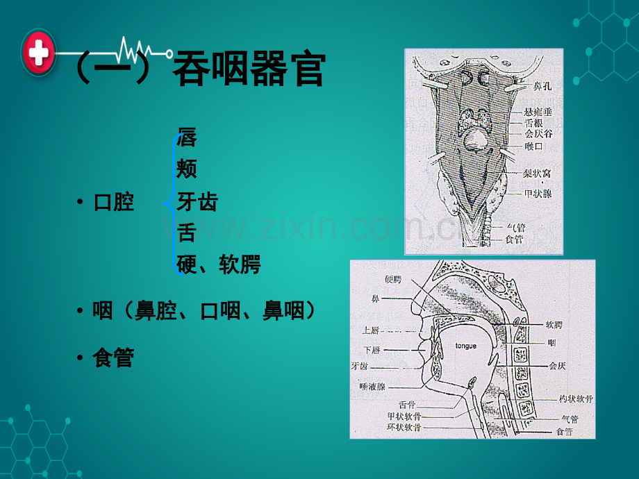 第十一章-吞咽障碍ppt课件.ppt_第3页