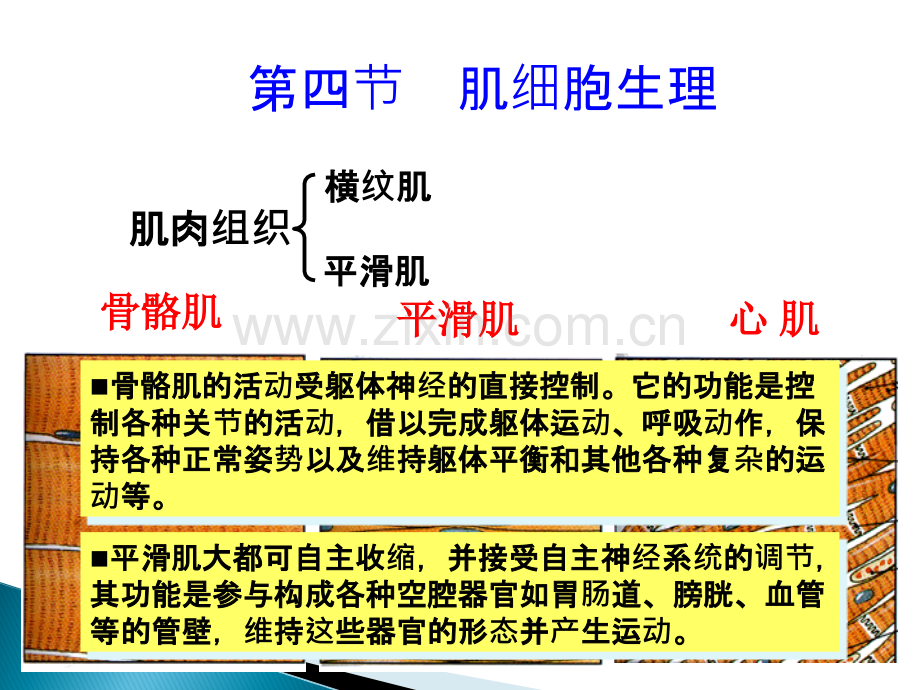 动物生理学-肌细胞功能ppt课件.ppt_第1页