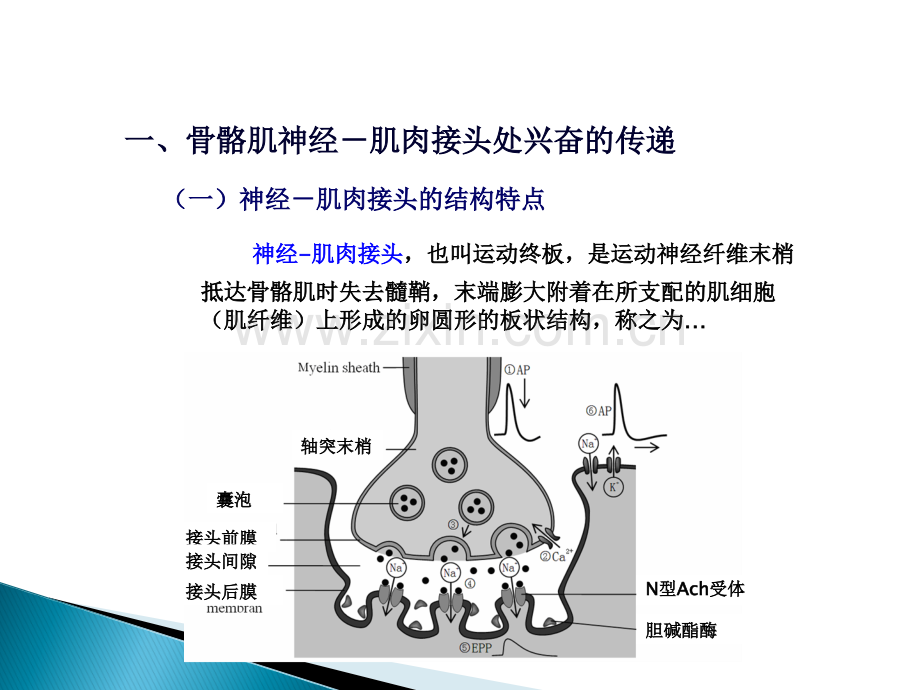 动物生理学-肌细胞功能ppt课件.ppt_第2页