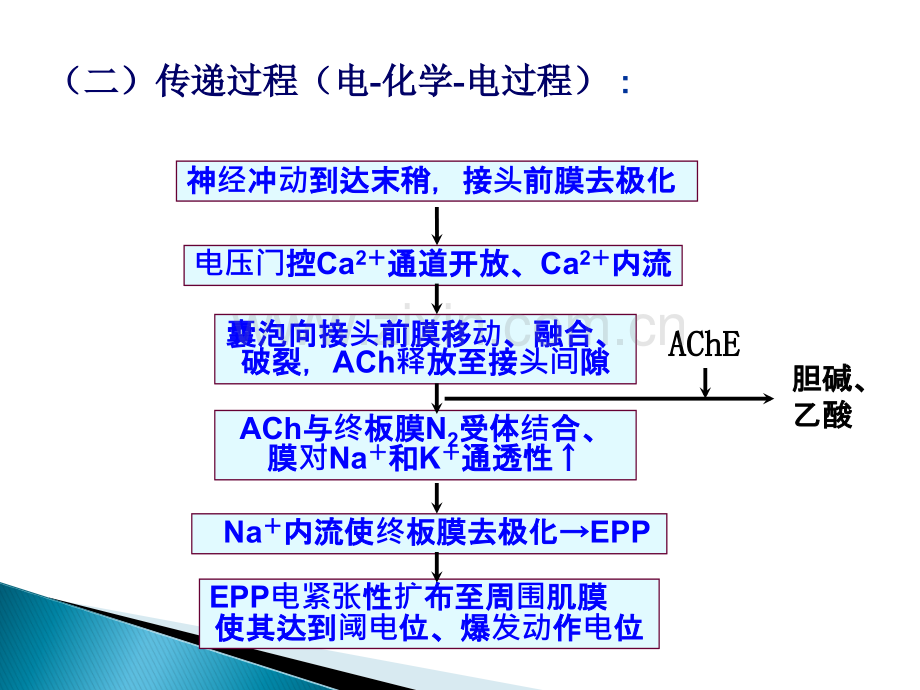 动物生理学-肌细胞功能ppt课件.ppt_第3页