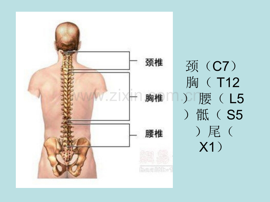 胸椎骨折的护理.ppt_第3页