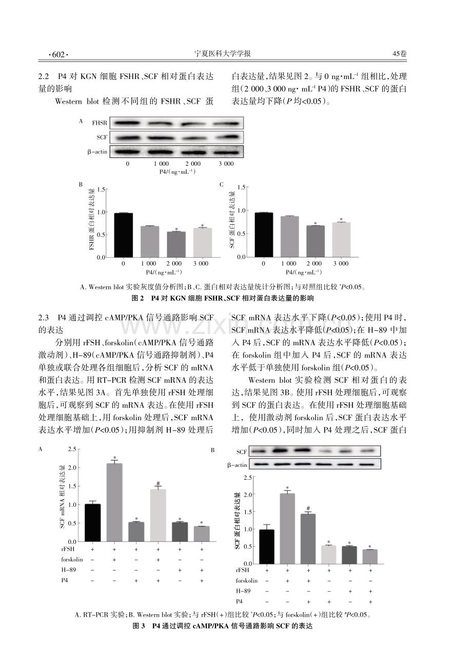 孕酮在颗粒细胞中通过cAMP_PKA信号通路影响卵母细胞发育.pdf_第3页