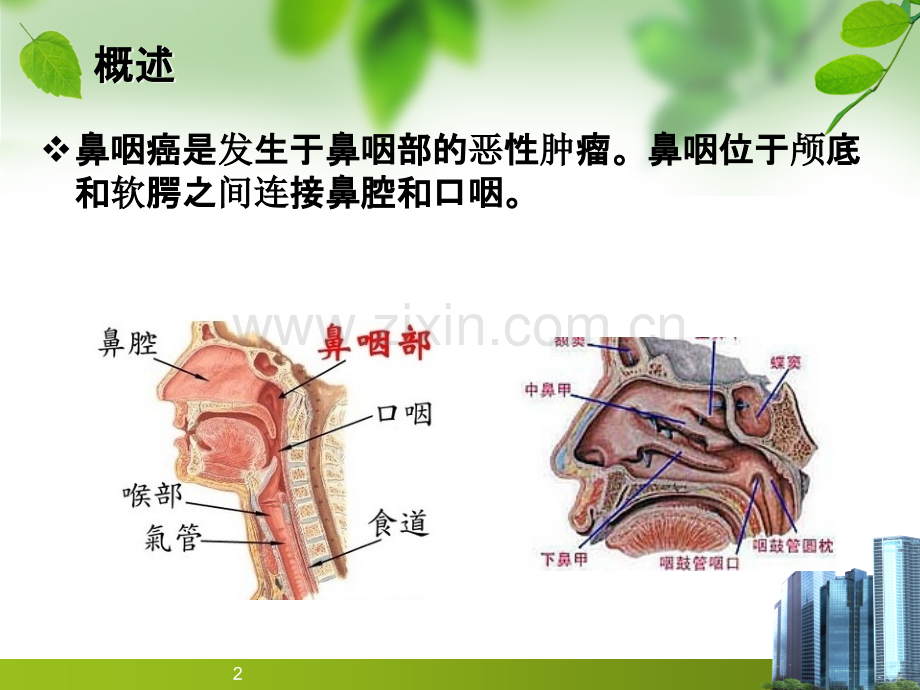 防治鼻咽癌的中药ppt课件.ppt_第2页