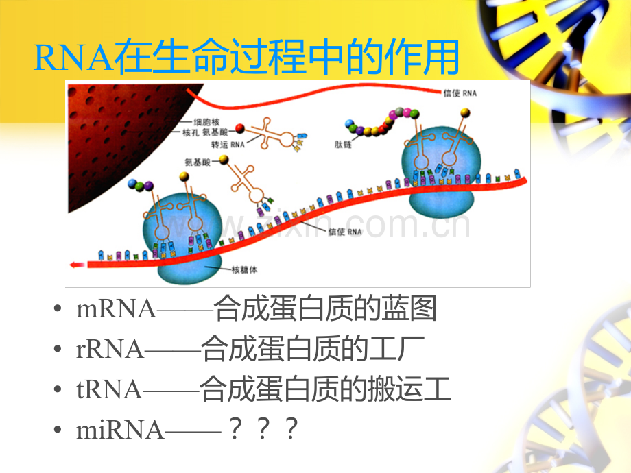 miRNA及其发展和应用PPT课件.ppt_第2页