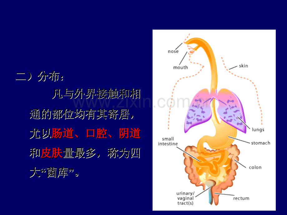 细菌的感染与免疫.ppt_第3页