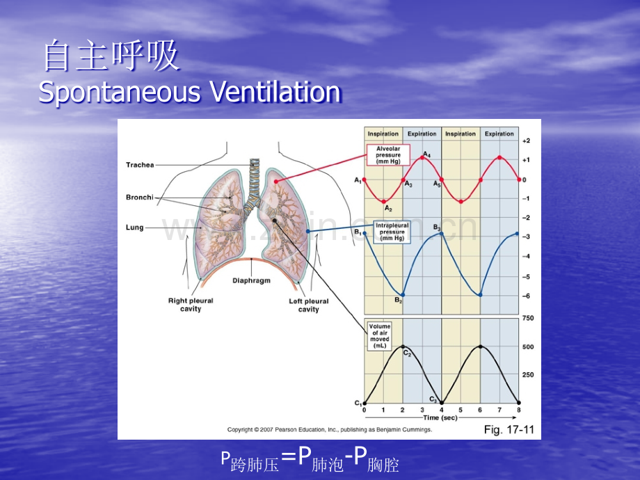 ICU呼吸基础力学ppt课件.ppt_第2页