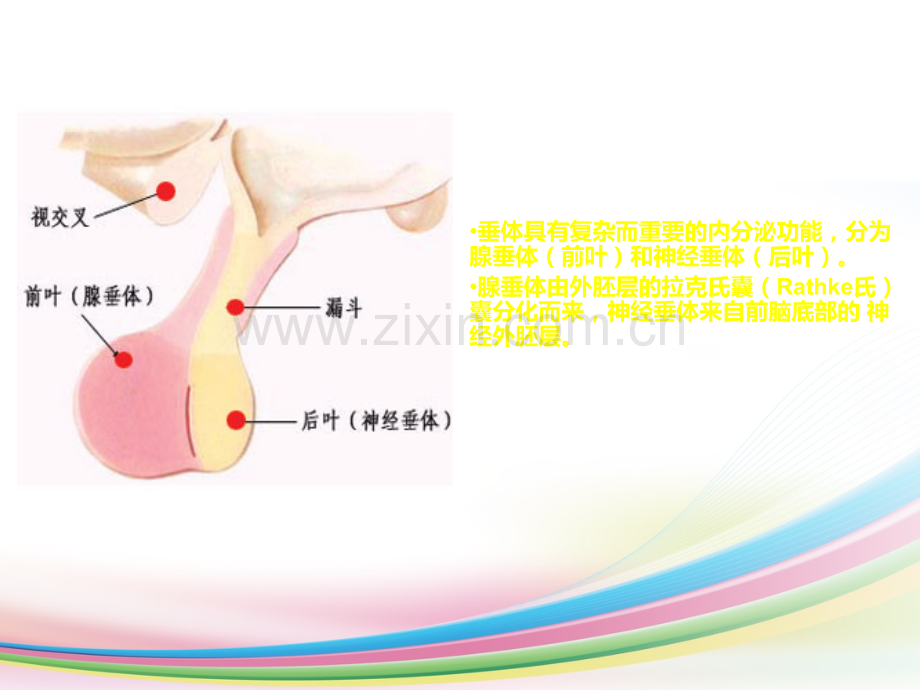 鞍区病变鉴别.ppt_第3页