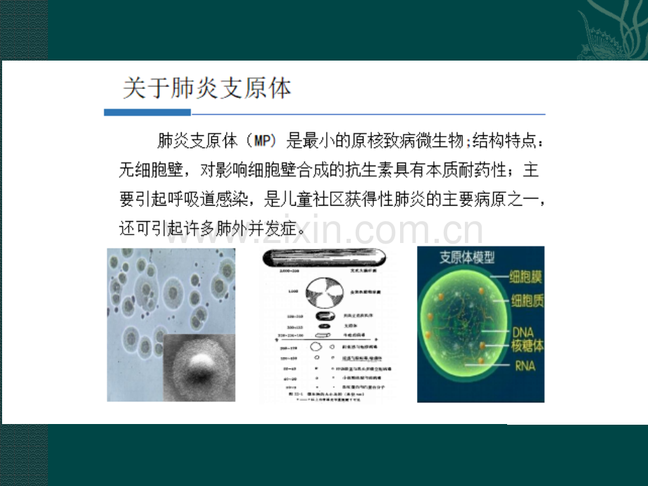 肺炎支原体的耐药性ppt课件.pptx_第3页