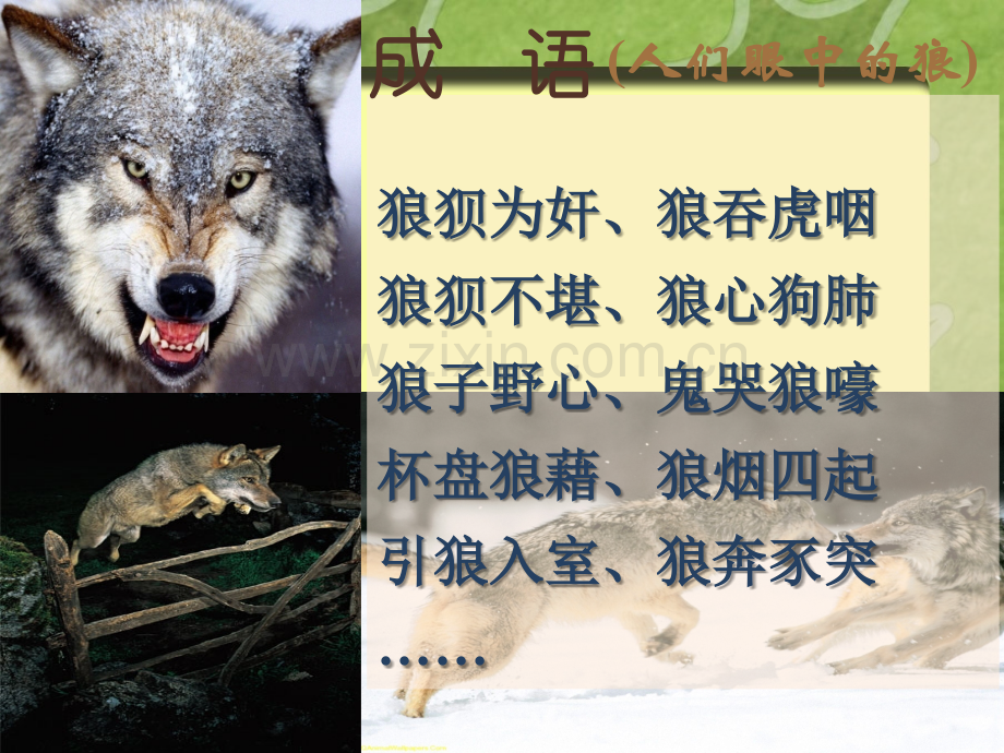 《狼》PPT课件.ppt_第3页