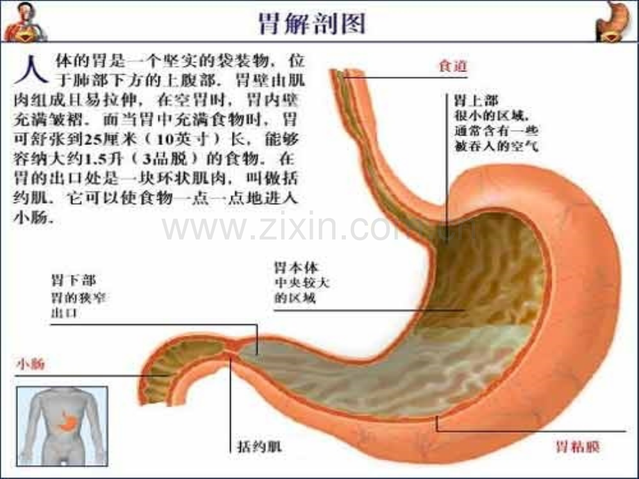 胃十二指肠疾病病人的护理ppt课件.pptx_第3页