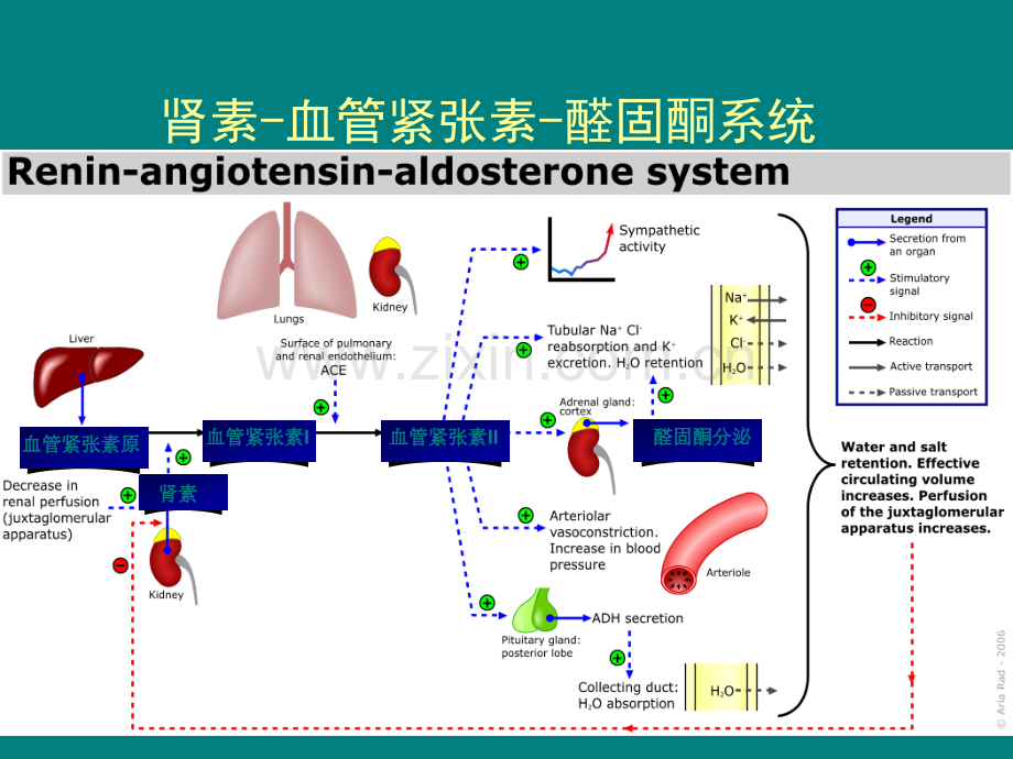 RAAS与高血压-ppt课件.ppt_第3页