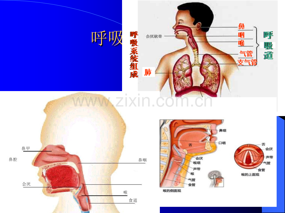 常见疾病预防之急性上呼吸道感染(感冒).ppt_第3页