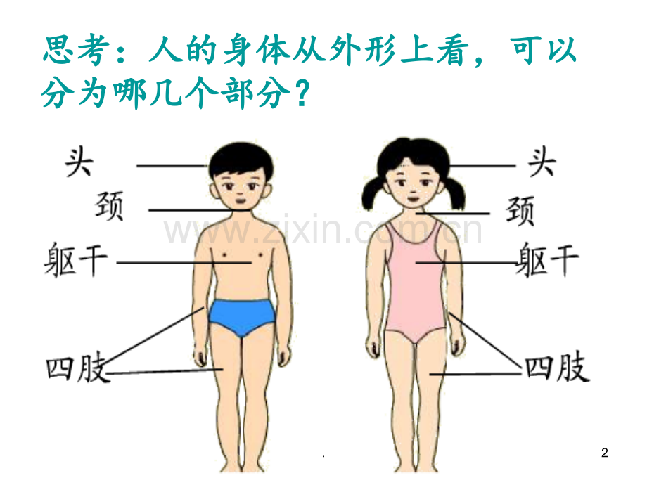 《人体的组成》(冀教版六年级下册科学)-(1)PPT课件.ppt_第2页