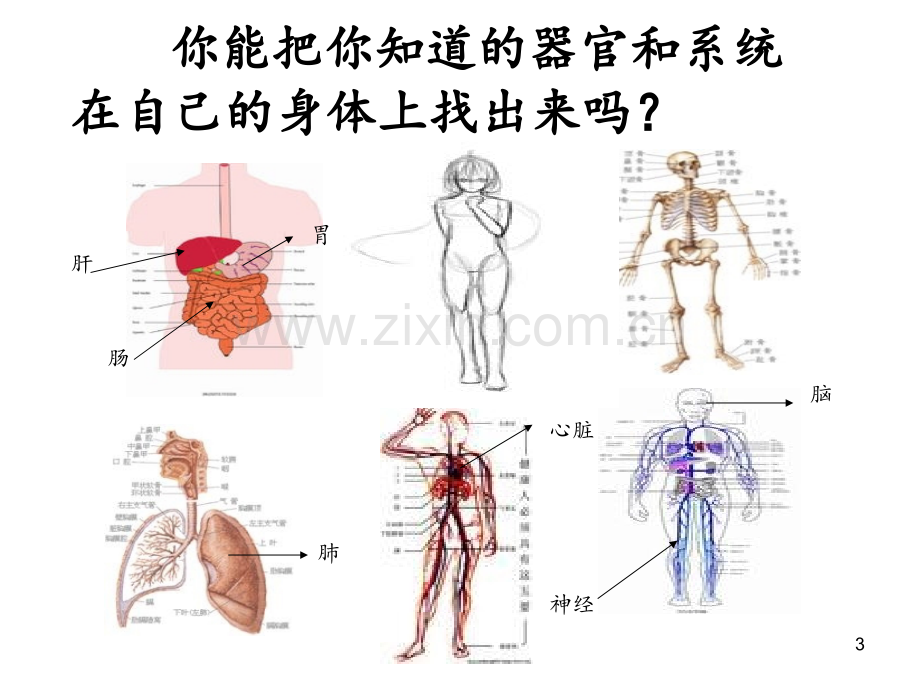 《人体的组成》(冀教版六年级下册科学)-(1)PPT课件.ppt_第3页