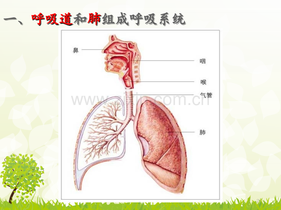 北师大版七年级生物下册第十章第二节-人体细胞获得氧气的过程(Devon.su)PPT课件.ppt_第2页