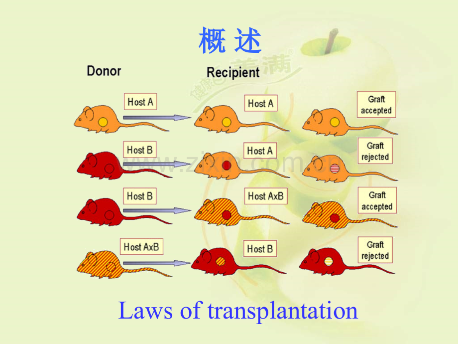 MHC-主要组织相容性复合体-免疫学ppt课件.ppt_第3页