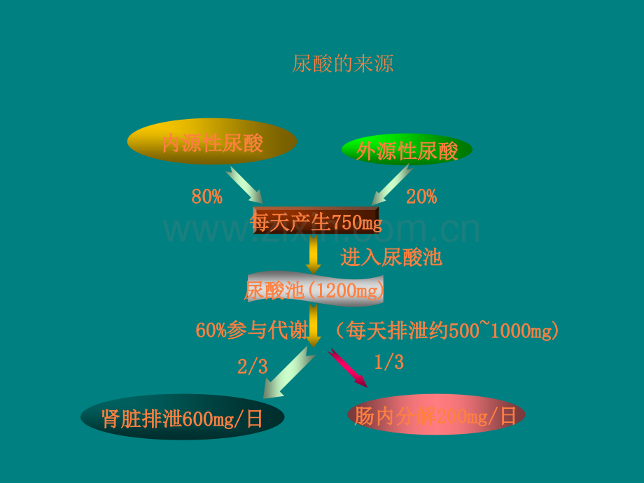 痛风的发病机制及治疗.ppt_第3页