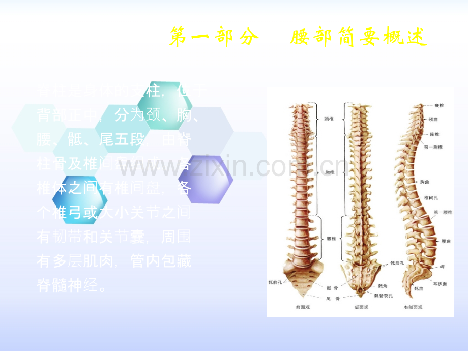 常见腰部软伤疾病的推拿治疗.ppt_第2页