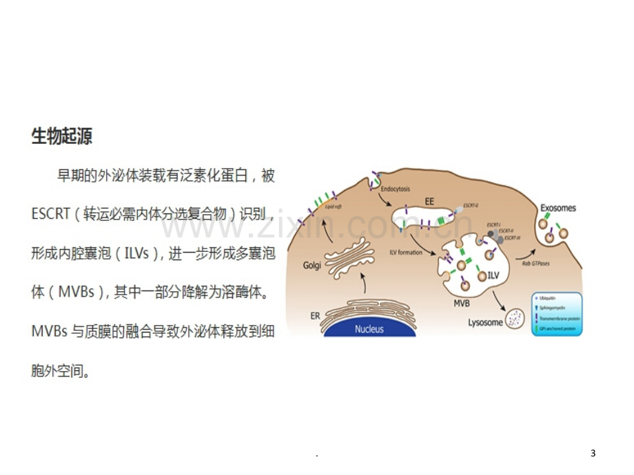 外泌体-未来的医学研究和应用新方向PPT课件.ppt_第3页