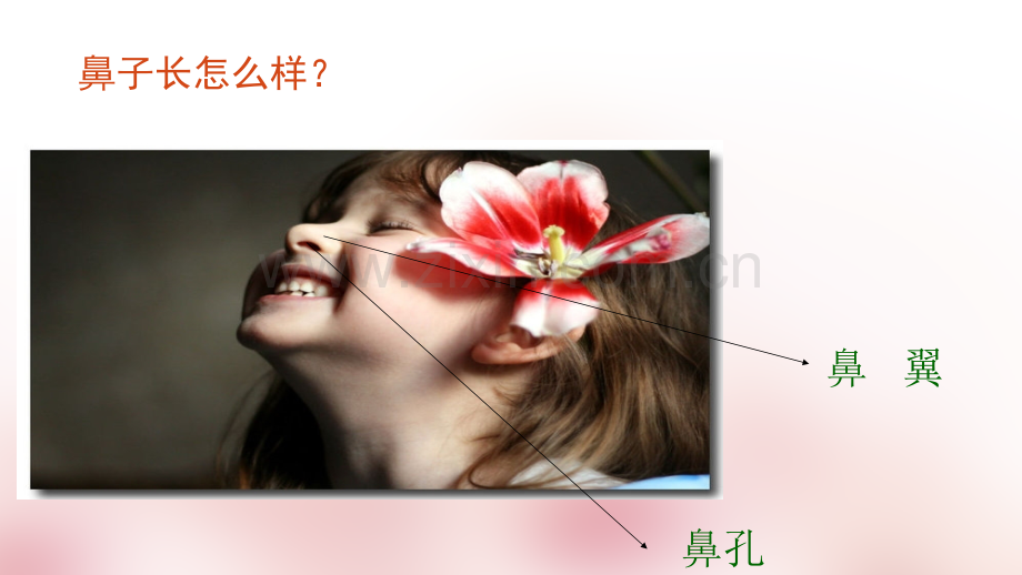 保护鼻子ppt课件.ppt_第3页