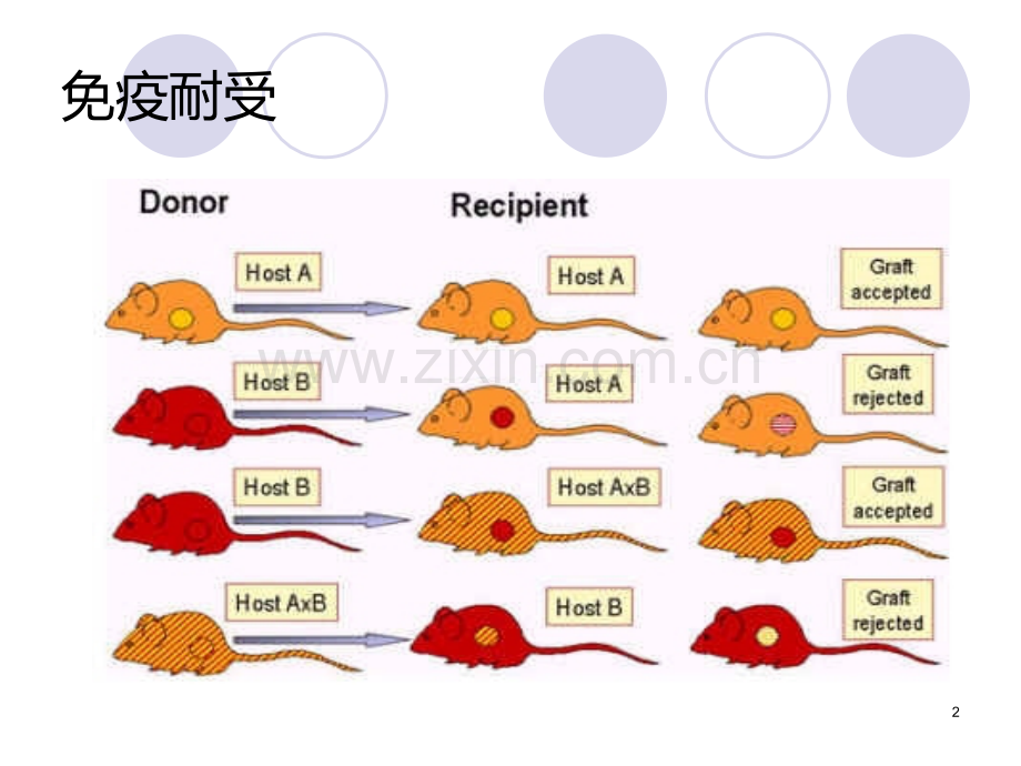 NK细胞与T细胞相互关系PPT课件.ppt_第2页