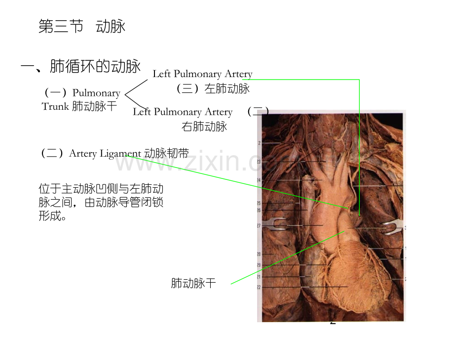 动脉解剖学ppt课件.ppt_第2页