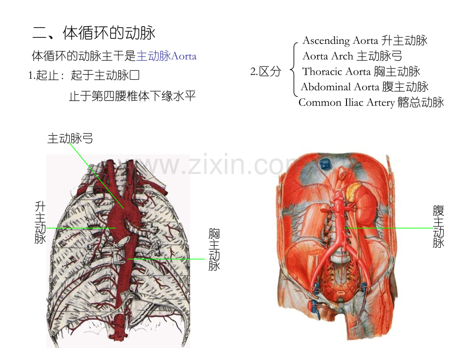 动脉解剖学ppt课件.ppt_第3页