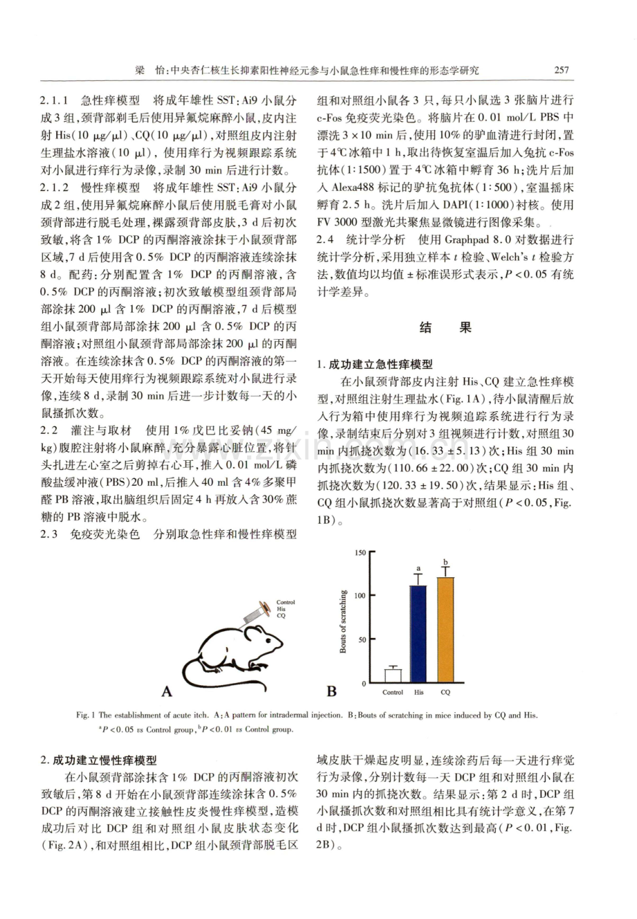 中央杏仁核生长抑素阳性神经元参与小鼠急性痒和慢性痒的形态学研究.pdf_第3页