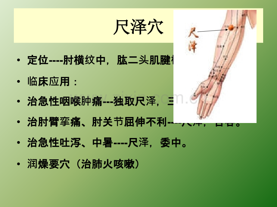 中医常用穴位ppt课件.ppt_第3页