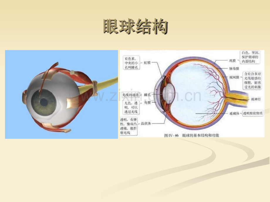 眼睛保健科普讲座.pptx_第2页