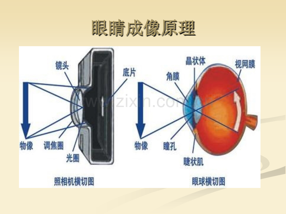 眼睛保健科普讲座.pptx_第3页