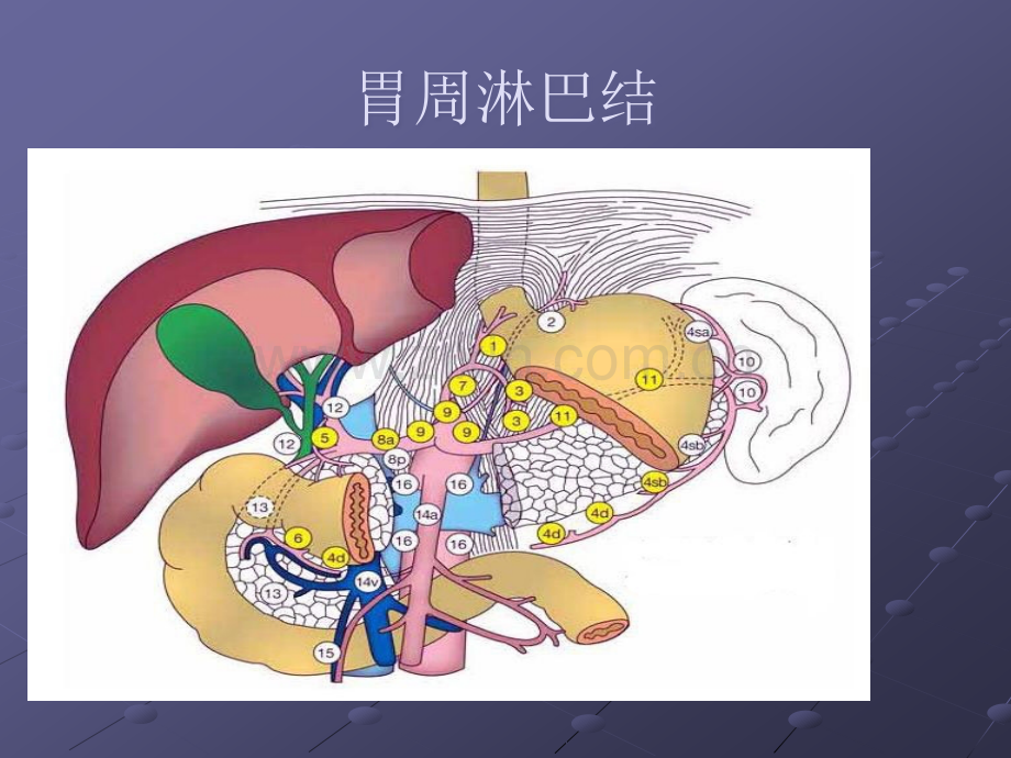 胃癌淋巴结分组ppt课件.ppt_第1页