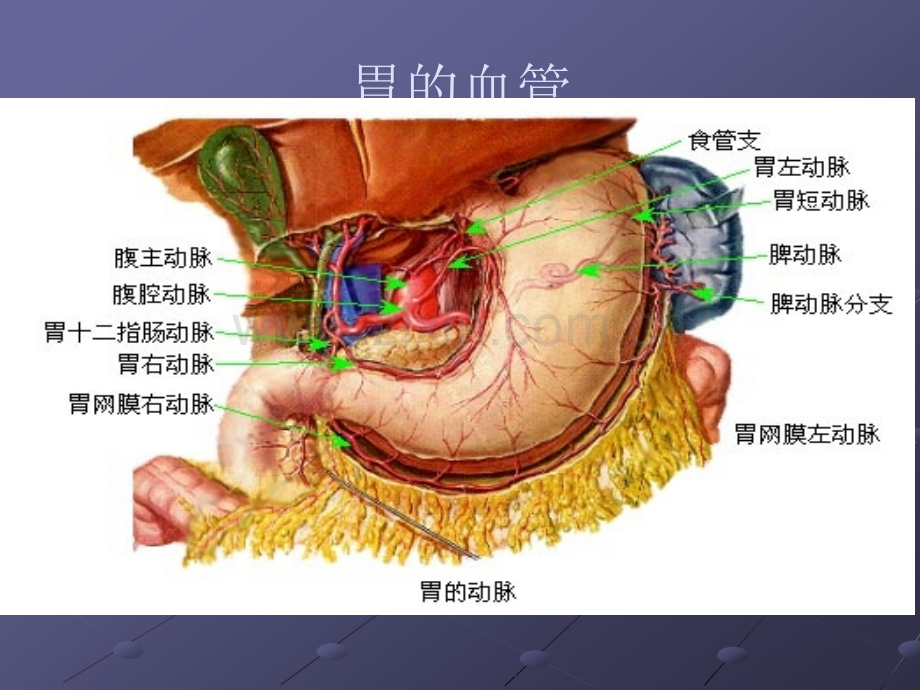 胃癌淋巴结分组ppt课件.ppt_第3页