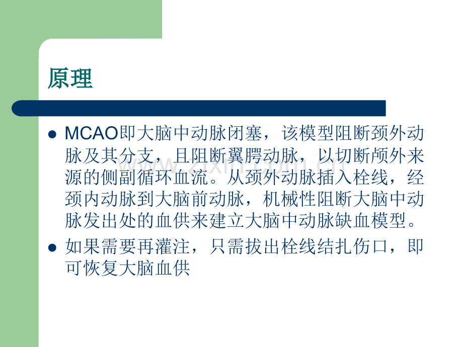 大鼠MCAO模型的制作.ppt_第2页