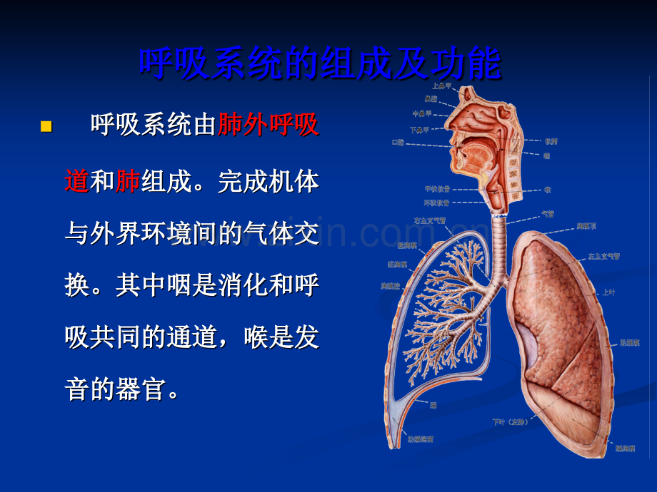 肺部解剖学.ppt_第2页