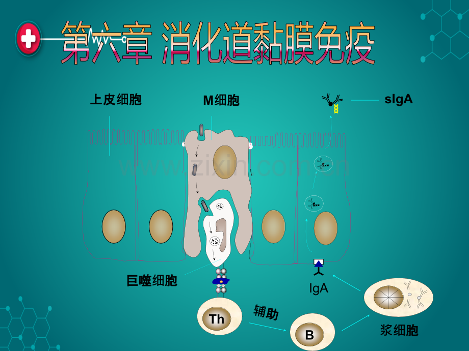 第六章-消化道黏膜免疫ppt课件.ppt_第1页