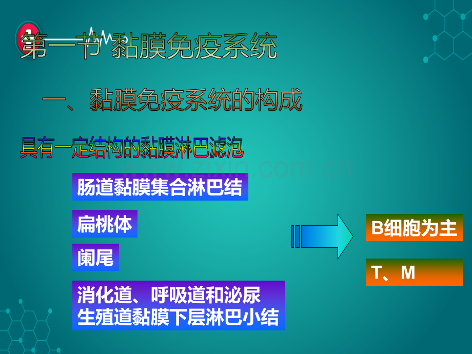 第六章-消化道黏膜免疫ppt课件.ppt_第2页