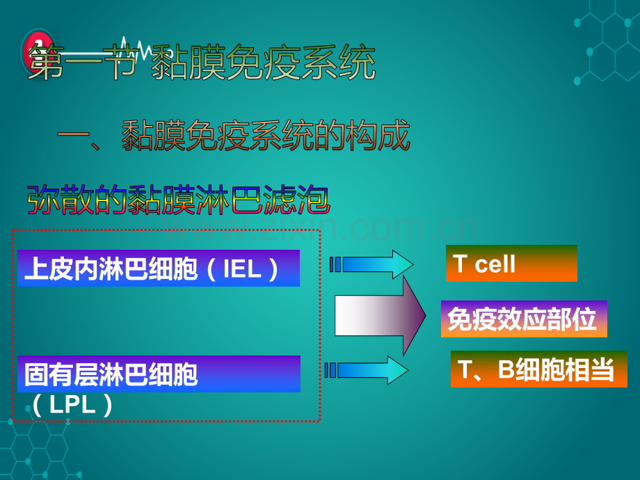 第六章-消化道黏膜免疫ppt课件.ppt_第3页