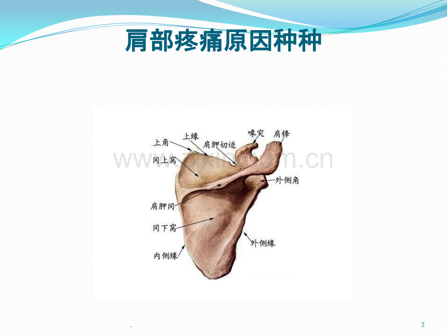 肩部疼痛原因种种ppt课件.pptx_第3页