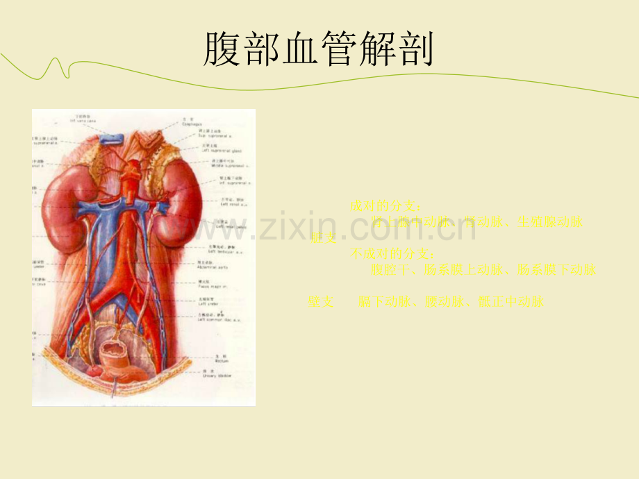 腹部血管疾病的超声诊断ppt课件.ppt_第2页