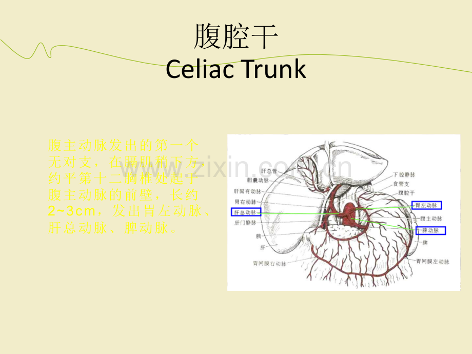 腹部血管疾病的超声诊断ppt课件.ppt_第3页