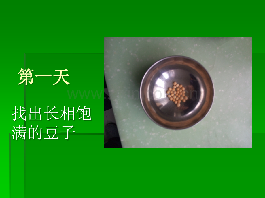 豆芽发芽生长过程观察.ppt_第2页