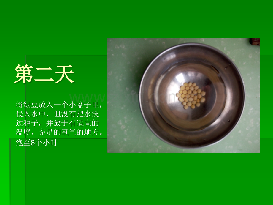 豆芽发芽生长过程观察.ppt_第3页