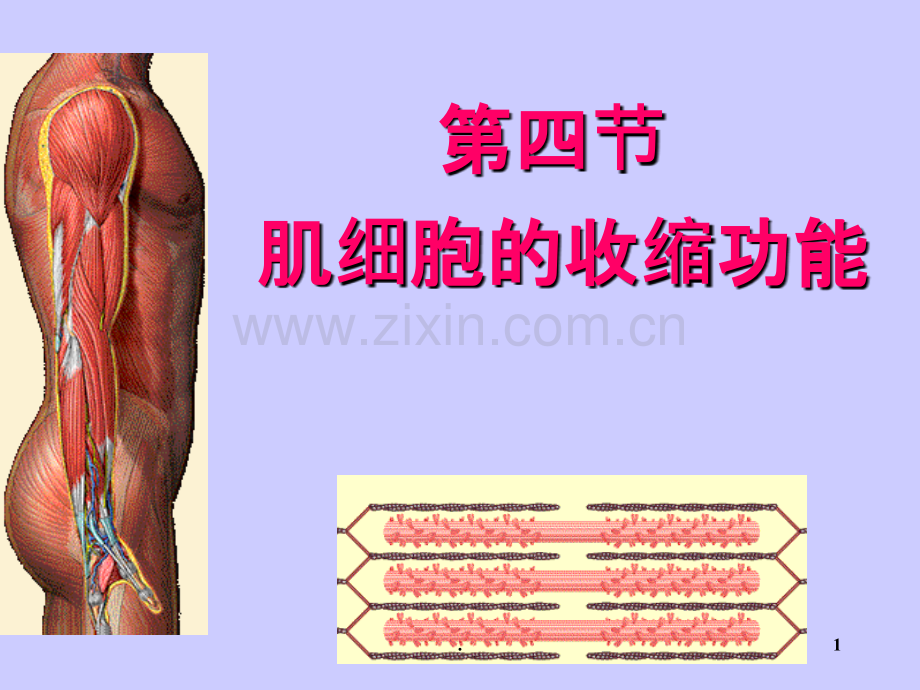 二章肌细胞的收缩功能PPT课件.ppt_第1页