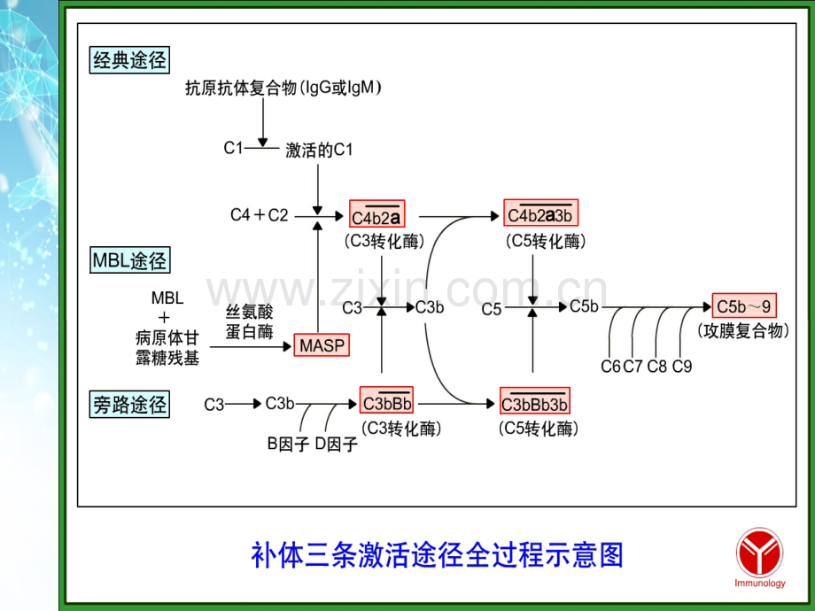 补体系统与相关疾病ppt课件.ppt_第3页