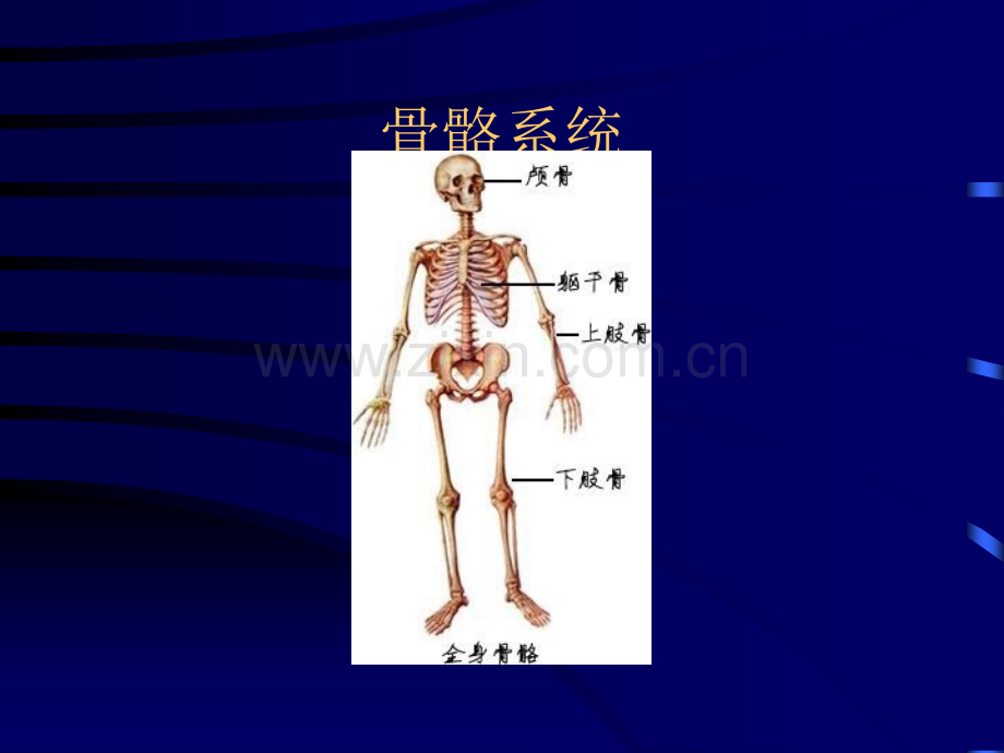 最全人体解剖学图谱.ppt_第1页