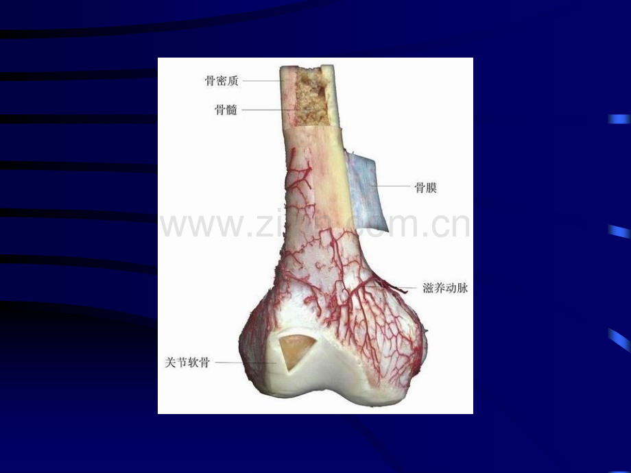 最全人体解剖学图谱.ppt_第2页