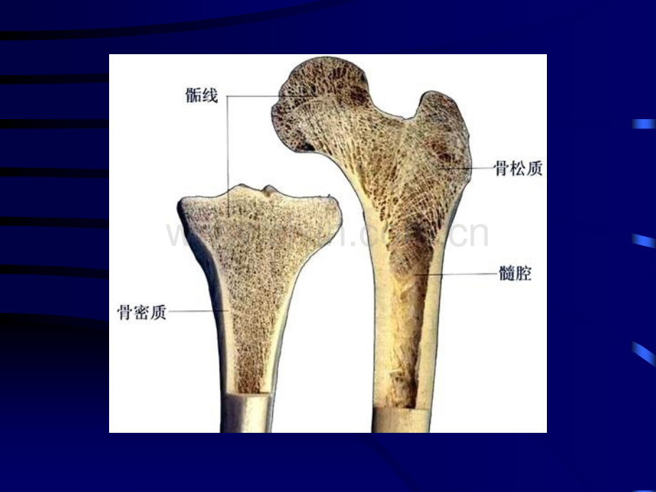 最全人体解剖学图谱.ppt_第3页