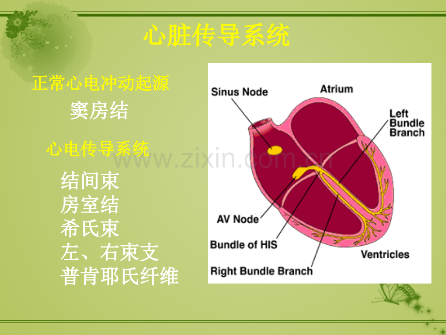 心律失常(内科学).ppt_第3页